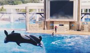 017-The Shamu family